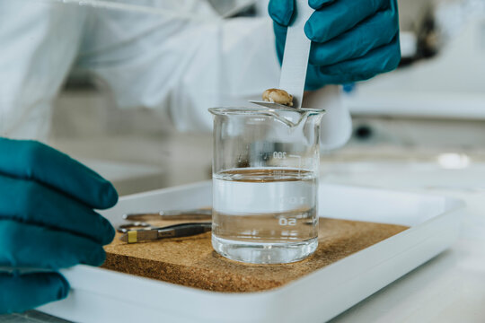 Scientist removing rodent brain from liquid solution at laboratory