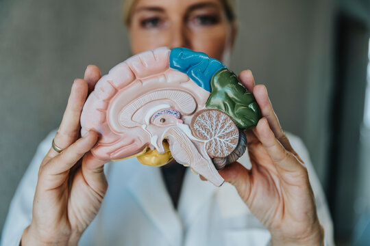 Scientist showing artificial internal organ while standing at clinic - Powered by Adobe