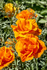 California Poppy (Eschscholtzia californica) in garden