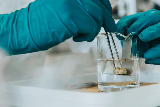 Close-up of scientist hands removing rodent brain from beaker through equipment at laboratory
