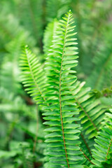 Fototapeta na wymiar Grassy background green fern in soft focus