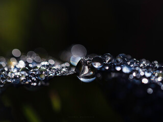 Krople wody na liściu dębu © Sylwia