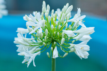 white flower