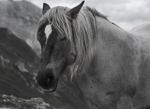photo in black and white of a horse in the foreground abruzzo italy