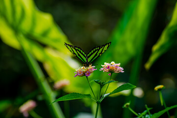 Vendée, France: On Noirmoutier Island, a Siproeta stelenes, green and black butterfly on a flower taken at Butterfly Island, La Guérinière.