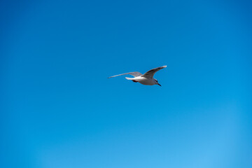 White seagull flies in the blue sky, seagull flies flying bird