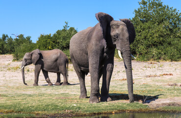 Fototapeta na wymiar Pareja de elefantes. Elefantes en parque nacional Chobe.