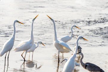 White Heron (Egret) on a pond in an early autumn morning near Zikhron Ya'akov, Israel. 
