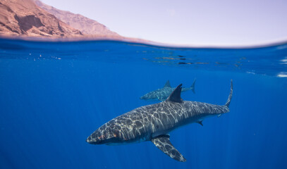 2 Great White Sharks swimming together just below water surface. Over/Under photo