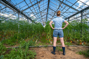A farmer inspects a crop of tomatoes in a greenhouse on an organic farm