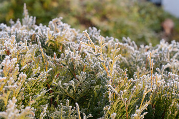 ice crystals on the leaves of a thuja hedge