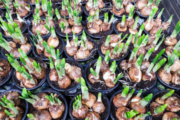 bulbous plants. hyacinth bulbs in flower pots