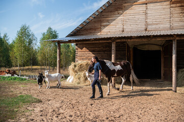 A stable girl leads a horse out of the stable, and the goats scatter in different directions.