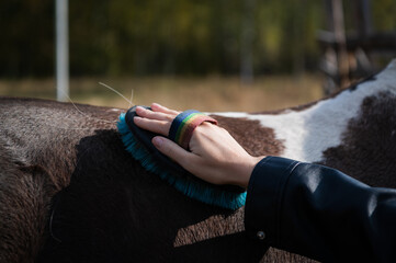 A woman's hand in a leather jacket lies on the horse's side and holds a special brush for cleaning.