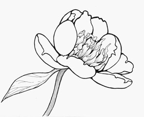 Fototapeta premium Peonies - flowers and leaves on a white background. Ink.Use printed materials, signboards, posters, postcards, packaging.
