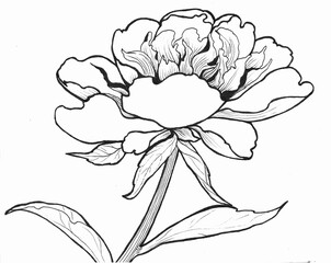 Peonies - flowers and leaves on a white background. Ink.Use prin