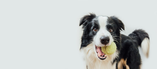 Naklejka na ściany i meble Funny portrait cute puppy dog border collie holding toy ball in mouth isolated on white background. Purebred pet dog with tennis ball playing with owner. Pet activity concept. Copy space, banner