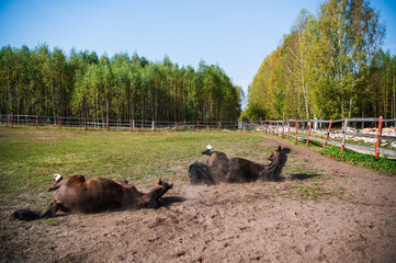 Two horses take mud baths in a paddock on a farm while walking.
