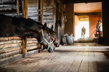 In the wooden stable, the horses stand in their stalls and wait to be fed.