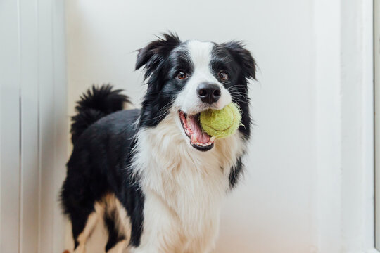 Funny portrait of cute smiling puppy dog border collie holding toy ball in mouth. New lovely member of family little dog at home playing with owner. Pet care and animals concept.