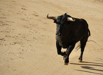 spanish fighting bull with big horns on spanish bullring