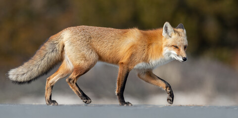 Red Fox Portrait