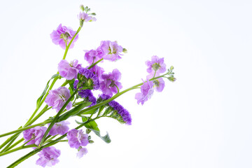 Obraz premium 白背景のスターチスとストック