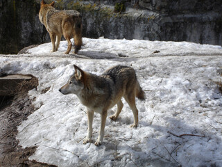 Gray wolf on a winter day. Wild animal
