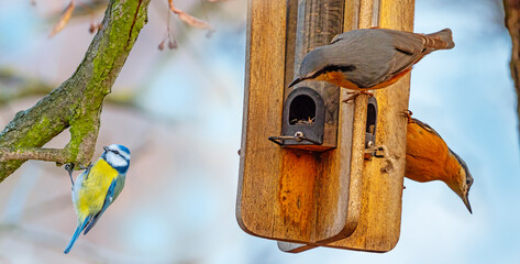 The Eurasian nuthatch or wood nuthatch (Sitta europaea) in winter garden