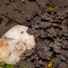 Natural abstract background tiny dew drops on Oxalis leaves