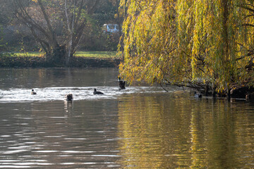 Enten im Herbst auf einem Teich in einer Parkanlage.