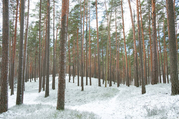 Naklejka premium Snowy road in a forest during winter in Northern Europe