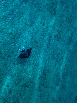 Drone shot of sea devil swimming in turquoise sea at Maldives