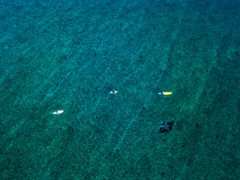 Aerial view of manta ray swimming beside group of surfers