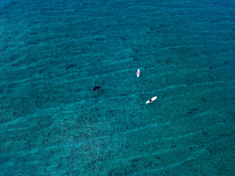 Drone view of friends sitting on surfboards with Manta Ray swimming in sea at Maldives