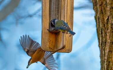 birds in winter garden