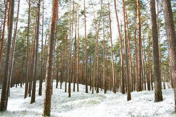 Snowy road in a forest during winter in Northern Europe