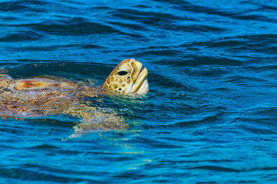 Turtle swimming in water at Huraa Island, Maldives