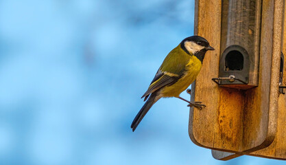 great tit (Parus major) bird eating seed from bird feeder © Vera Kuttelvaserova