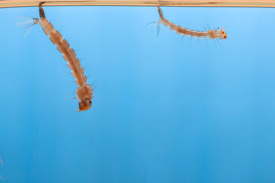Mosquito larvae in the water - small animal that causes tropical diseases