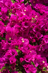 Closeup of purple flowers - full frame - texture