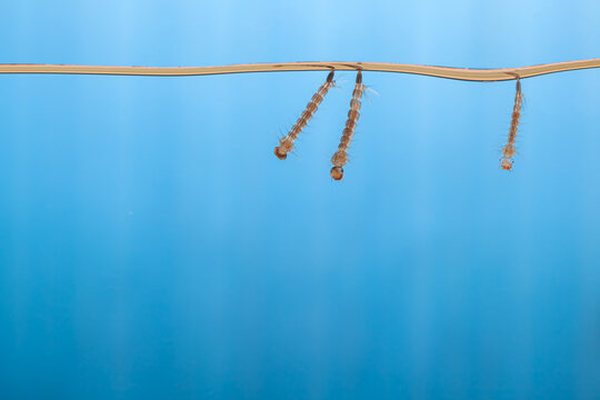 Mosquito larvae in the water - small animal that causes tropical diseases