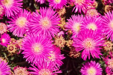 Closeup of purple flowers - full frame - texture