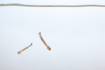 Fototapeta na wymiar Mosquito larvae in the water - small animal that causes tropical diseases on white background