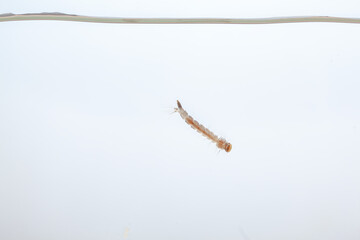 Mosquito larvae in the water - small animal that causes tropical diseases on white background