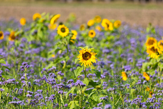 phacelia and sunflowers as bee pasture on a field near Hiltenfingen