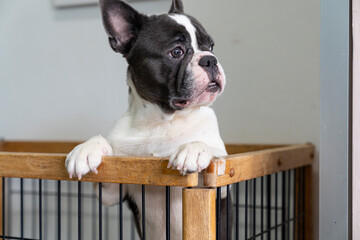 French Bulldogs locked in a cage. Dog looking outside.