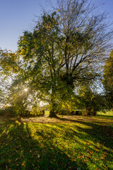 Sunlight through mature autumn trees
