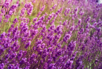 Fototapeta premium Lavender flowers in flower garden.
