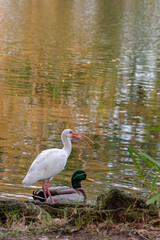 White Ibis bird and mallard duck perched on edge of lake in park